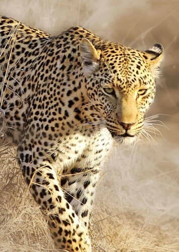 Leopard