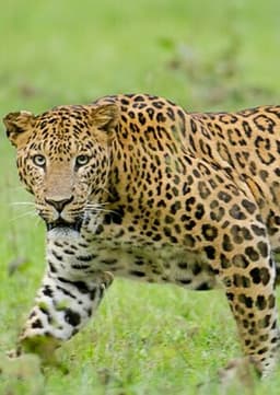 Leopard
