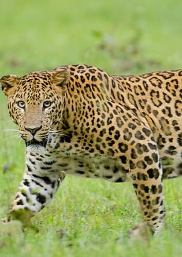 Leopard