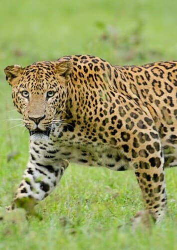 Leopard