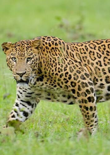 Leopard