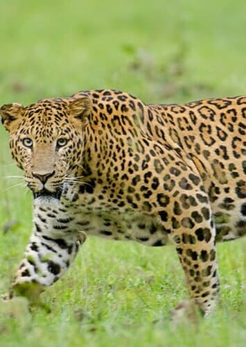 Leopard
