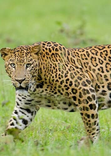 Leopard