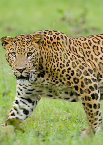 Leopard