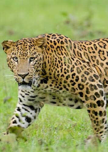 Leopard