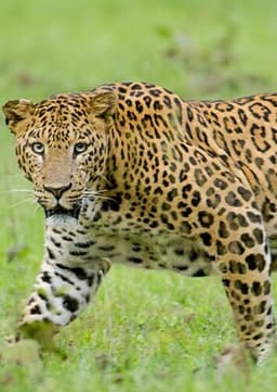 Leopard