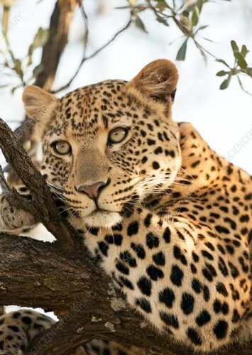 Leopard
