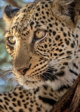 Leopard