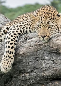 Leopard