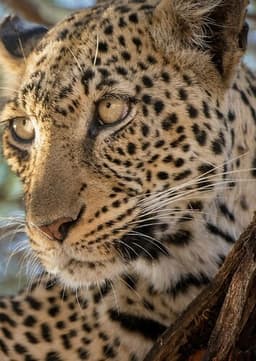 Leopard