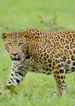 Leopard