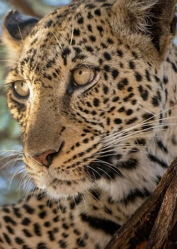 Leopard