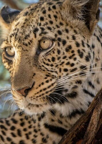 Leopard