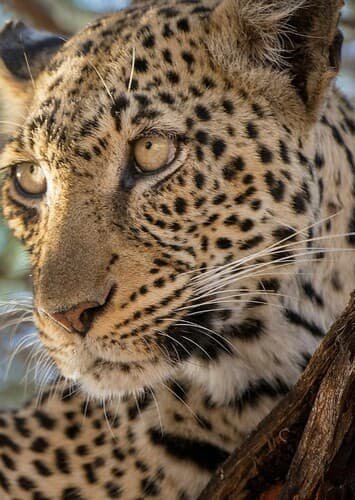 Leopard