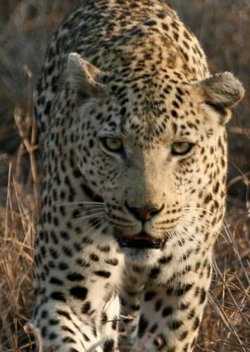 Leopard