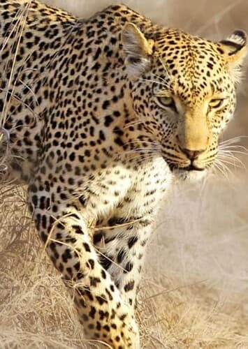 Leopard