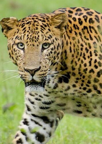 Leopard