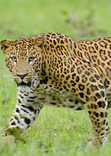 Leopard