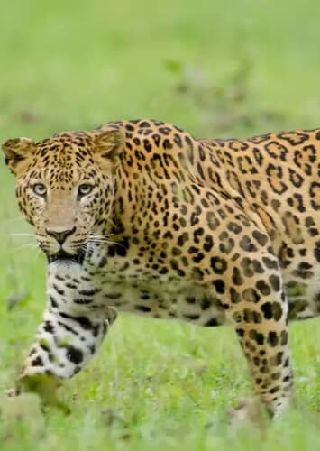 Leopard