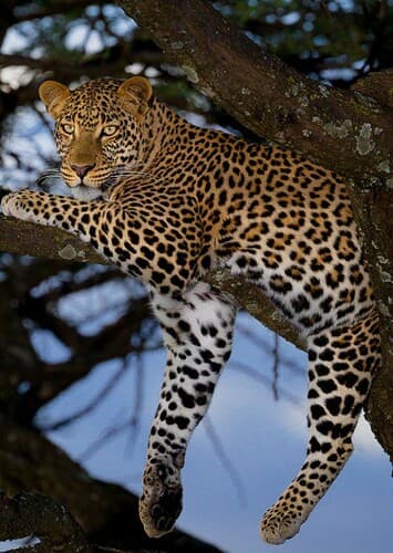 Leopard