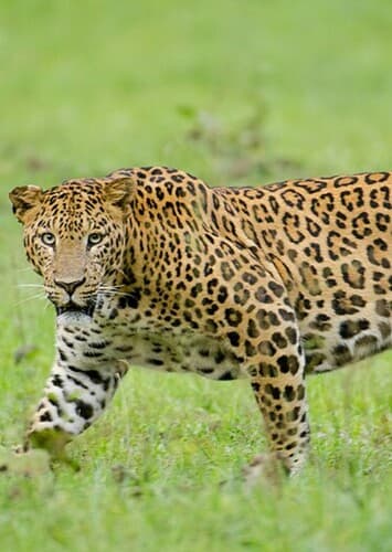Leopard