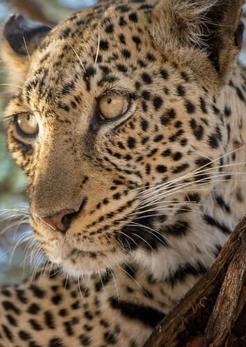 Leopard