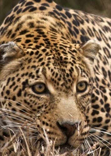 Leopard