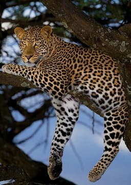 Leopard