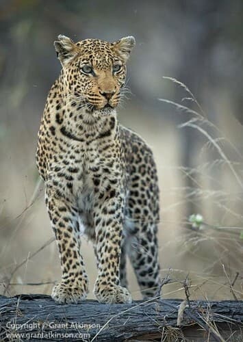 Leopard (Female)