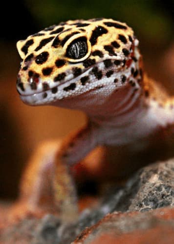 Leopard Gecko