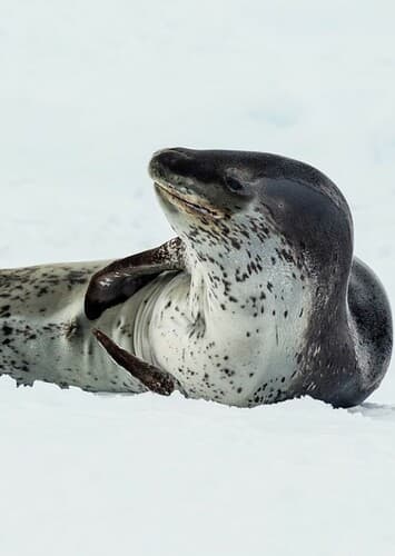 Leopard Seal