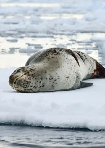 Leopard Seal