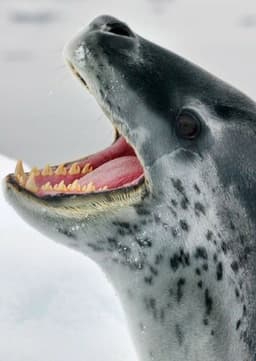Leopard Seal
