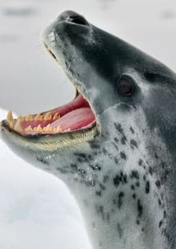 Leopard Seal