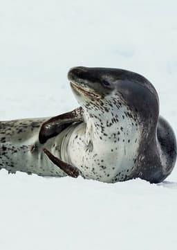 Leopard Seal