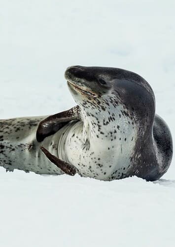 Leopard Seal
