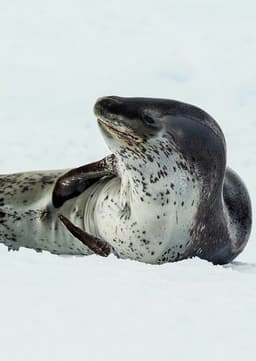Leopard Seal