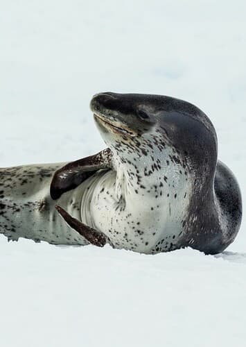 Leopard Seal