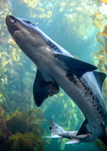 Leopard Shark