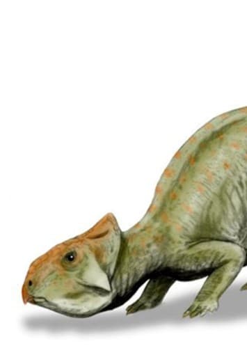 Leptoceratops