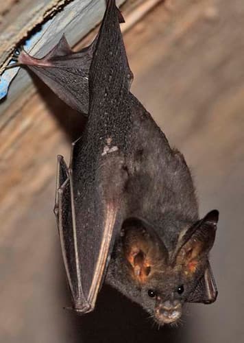 Lesser False Vampire Bat