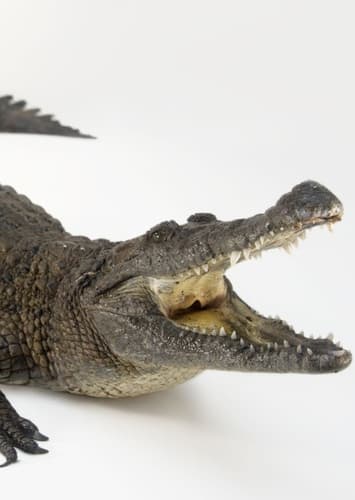 Lightning the Crocodile