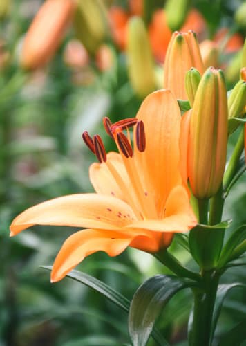 Lily (Orange)