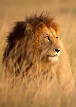 Lion