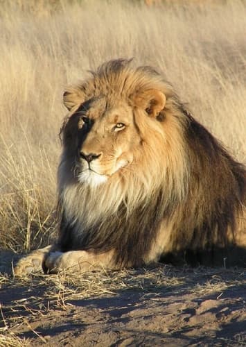 African Lion