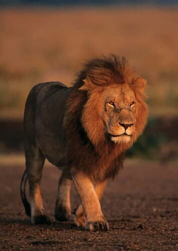 Lion
