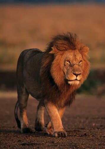 Lion