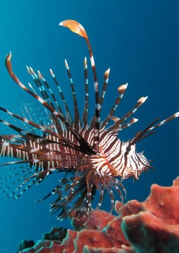 Lionfish