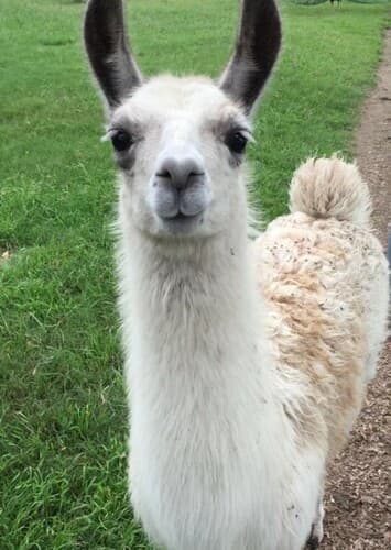 Llama