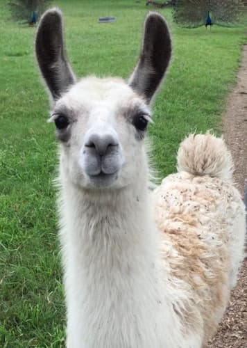 Llama